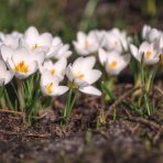 Krokus (Crocus vernus) ´JEANNE d´Arc´ - 2-3 cibuľky v kvetináči, kont. P11